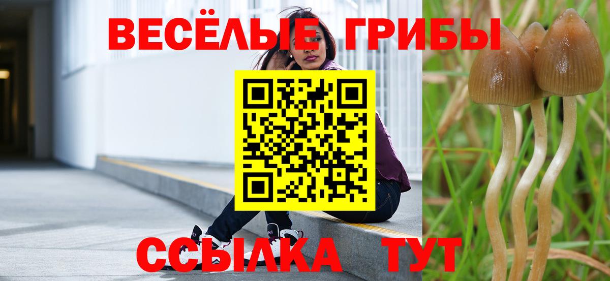 Щёлково  Галлюциногенные грибы Psilocybine cubensis  Вход с VPN 